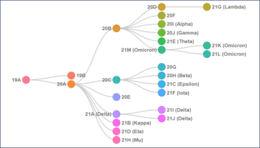 Illustration of COVID-19 variant family tree